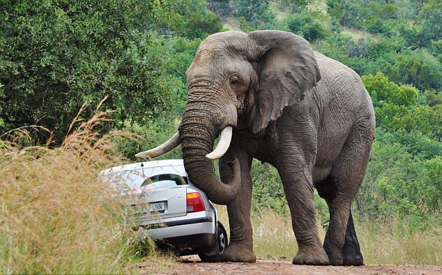 Δείτε τι παθαίνει οδηγός αυτοκινήτου από ελέφαντα που ψάχνει τροφή (βίντεο)
